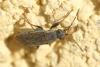 Peritrechus gracilicornis